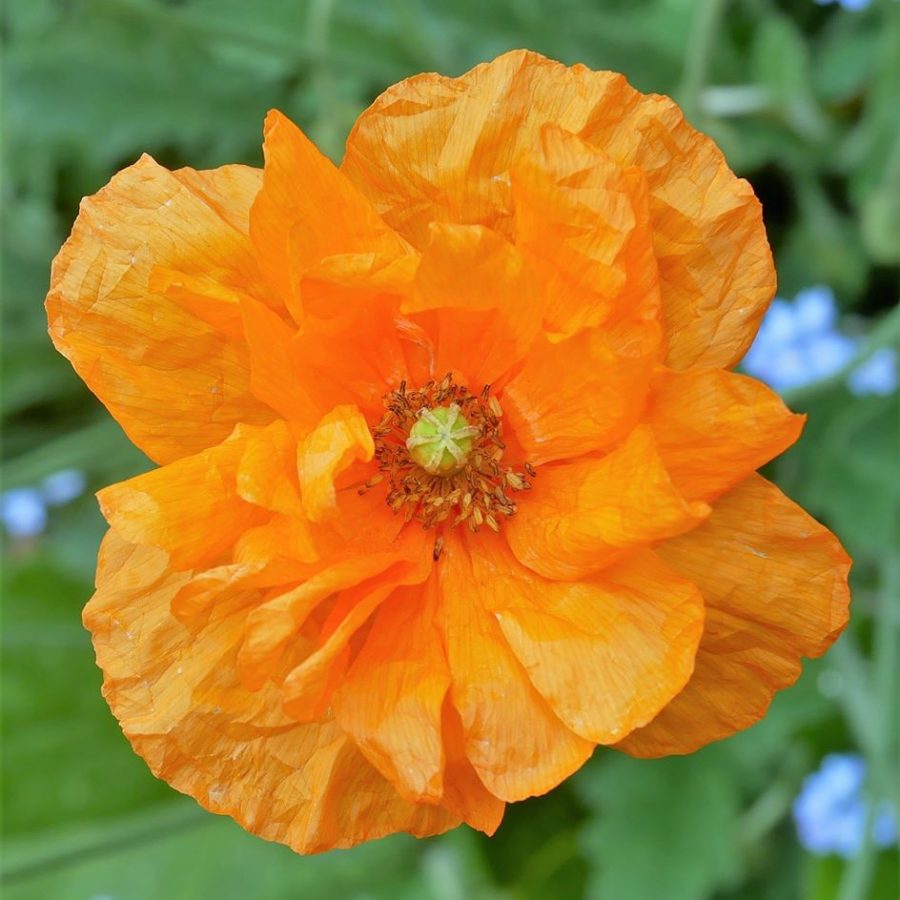 orange 1 orange 1