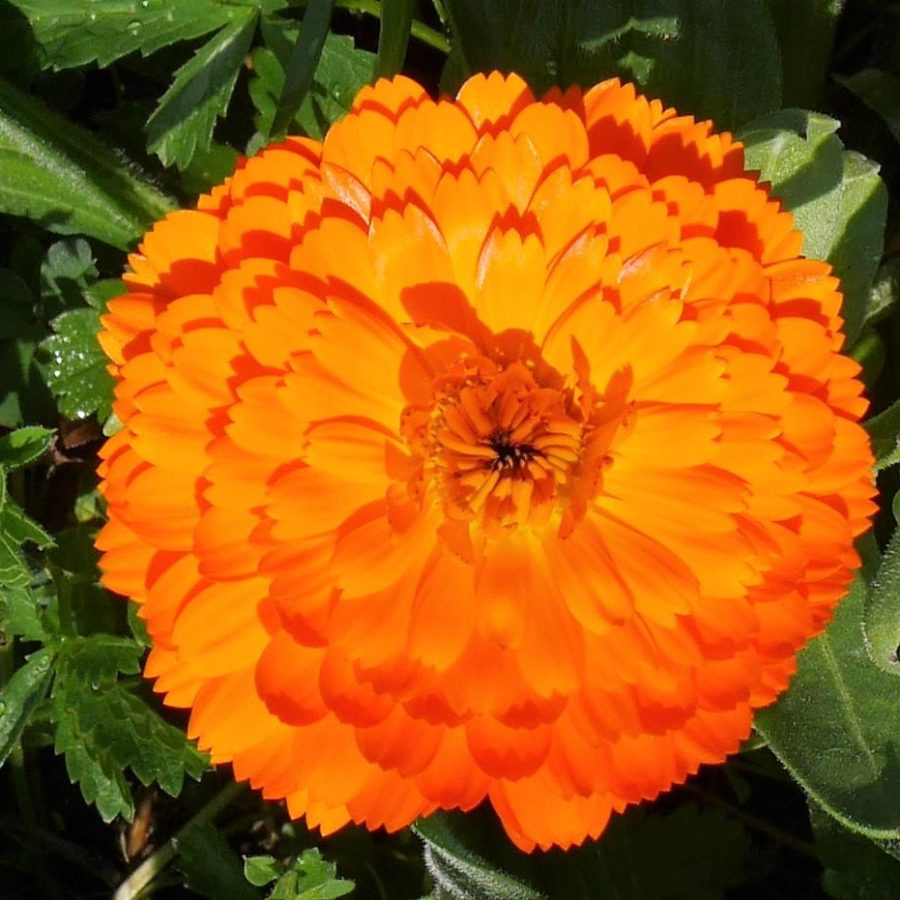 orange 2 orange 2