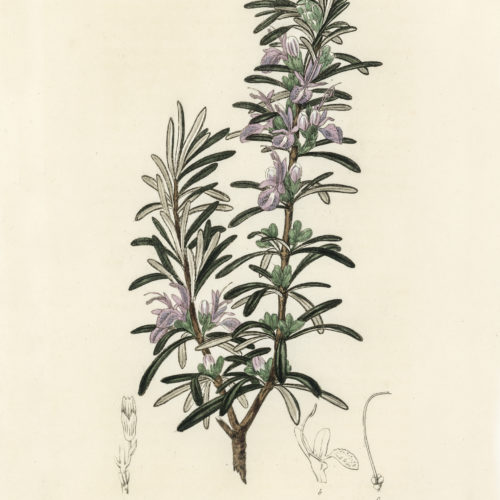 Rosemary (Rosmarinus) officinalis illustration from Medical Botany (1836) by John Stephenson and James Morss Churchill.
