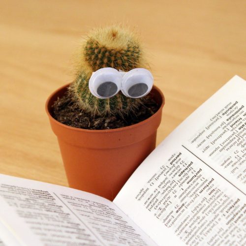 cactus-gb7db237e1_1920