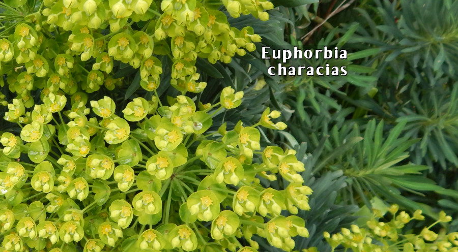 Euphorbia