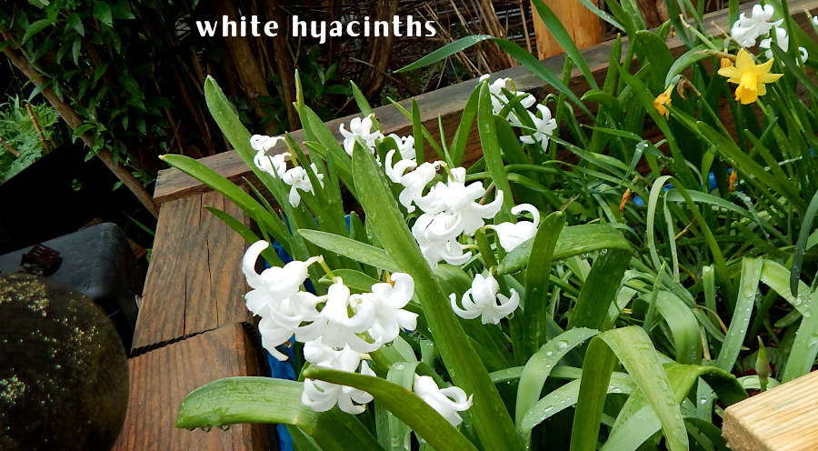 white hyacinths