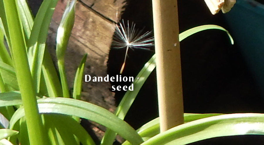 Dandelion Seec