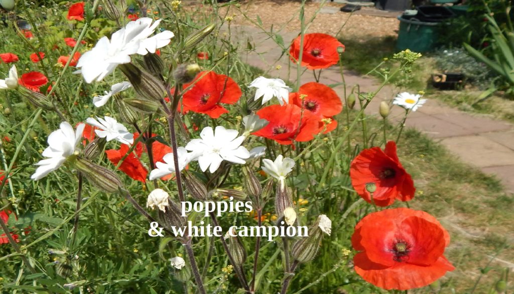 poppies