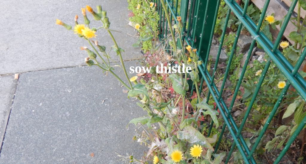 sowthistle