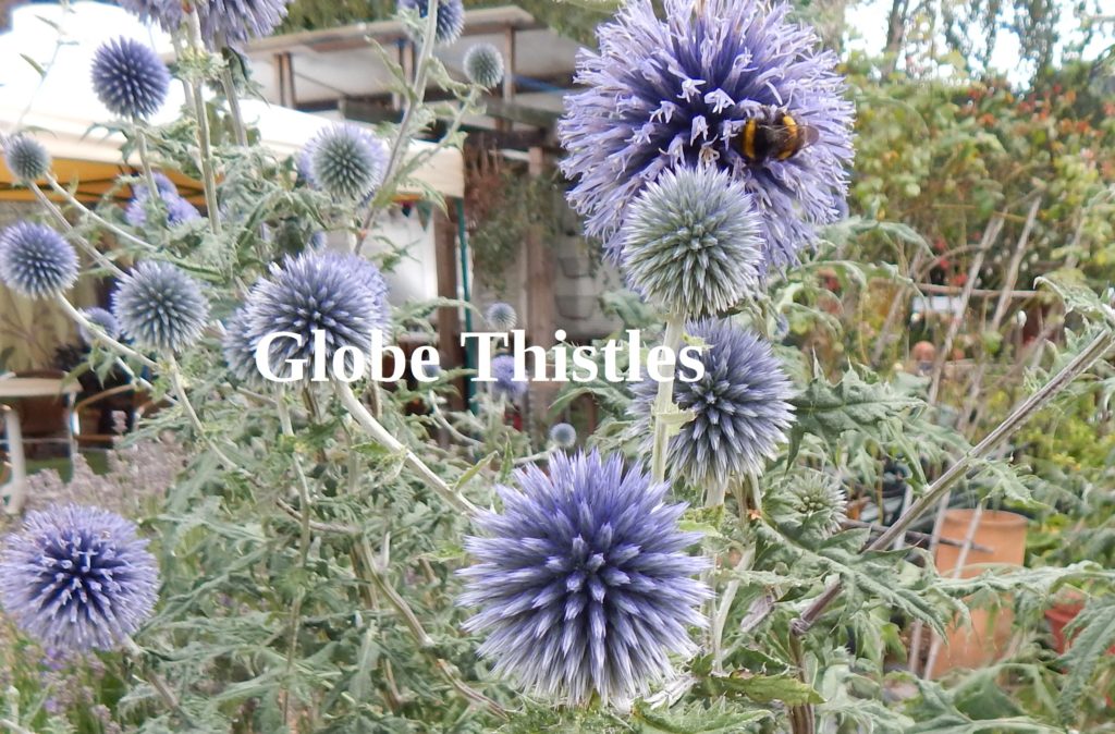 globethistle