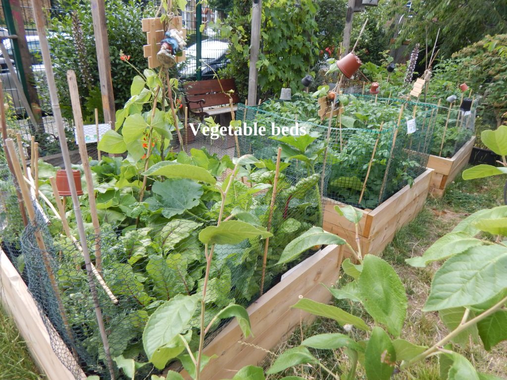 vegetable Beds image