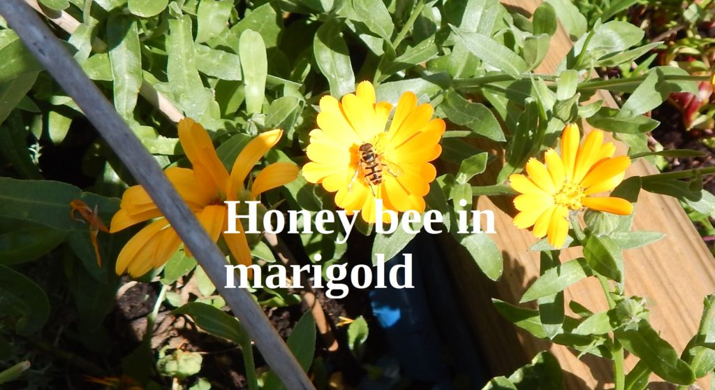honey bee on marigold
