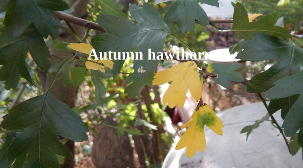 Hawthorn