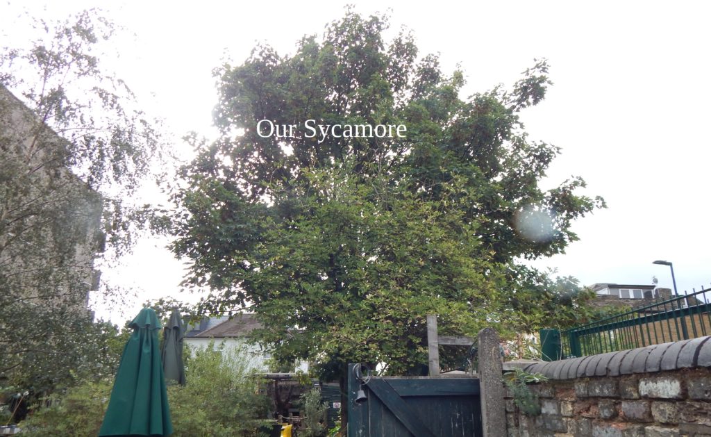 sycamore