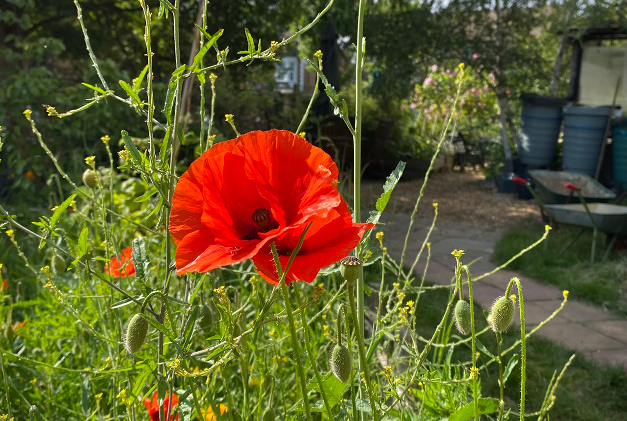 an image of poppy in the spring garden