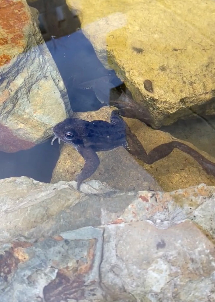 image of a Frog in a pond