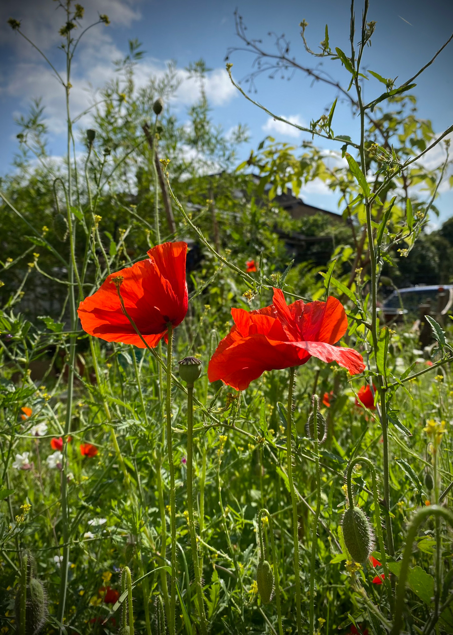 image od a poppy in a garden