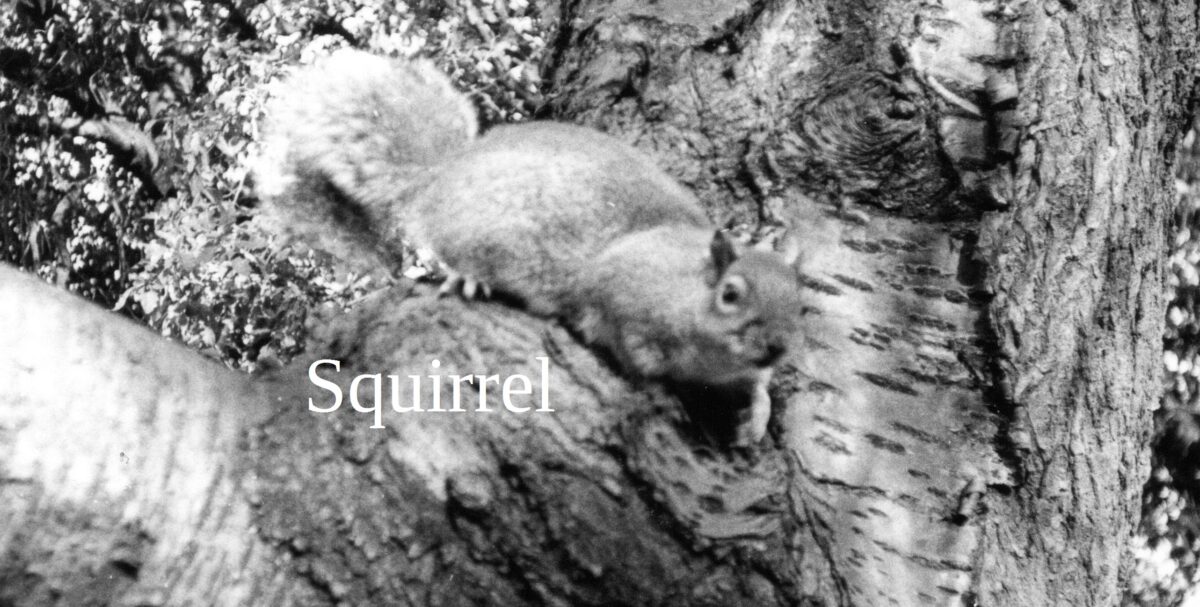 image of a squirrel