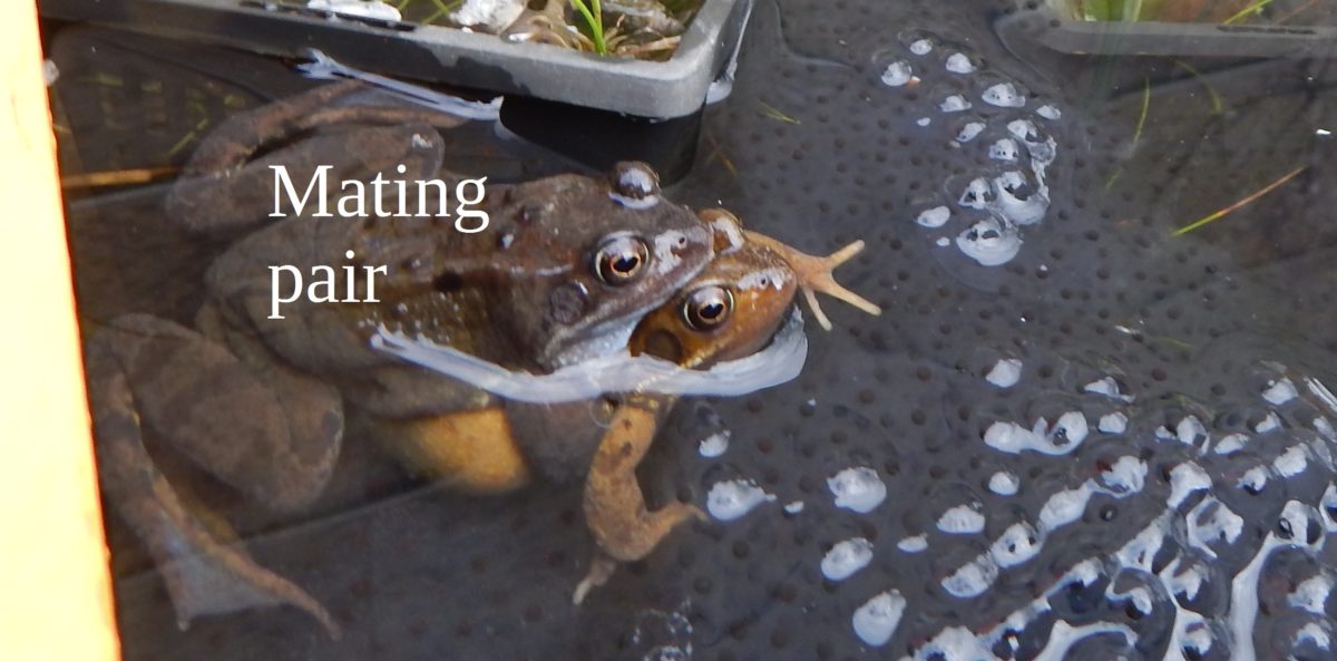 an image of mating frogs in the pond