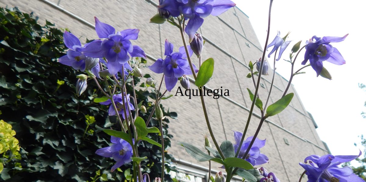 An image of Aquilegia in the garden