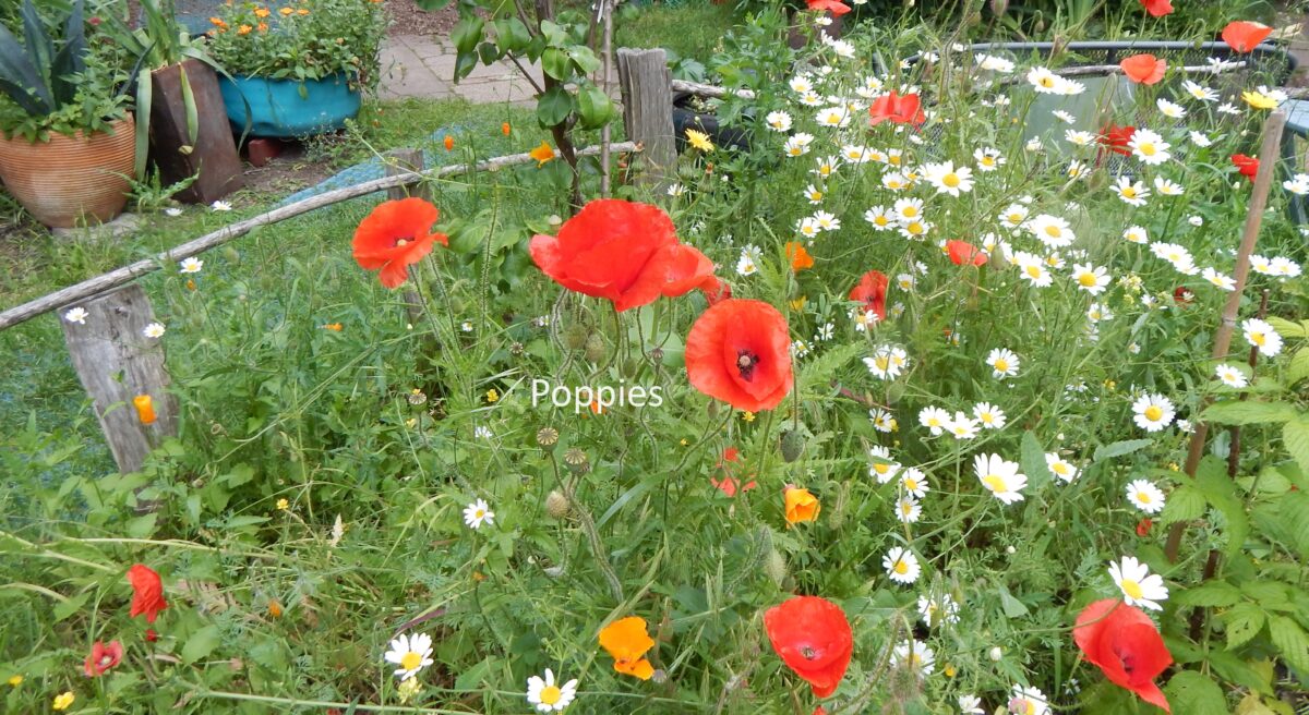 image of poppies