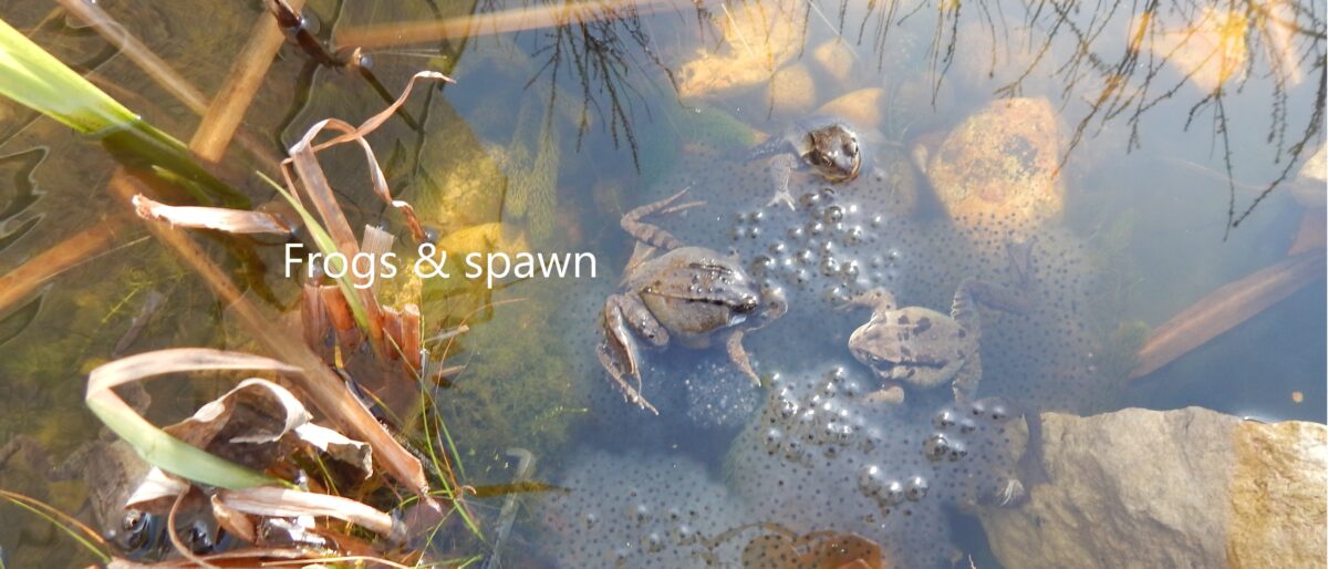 frogs