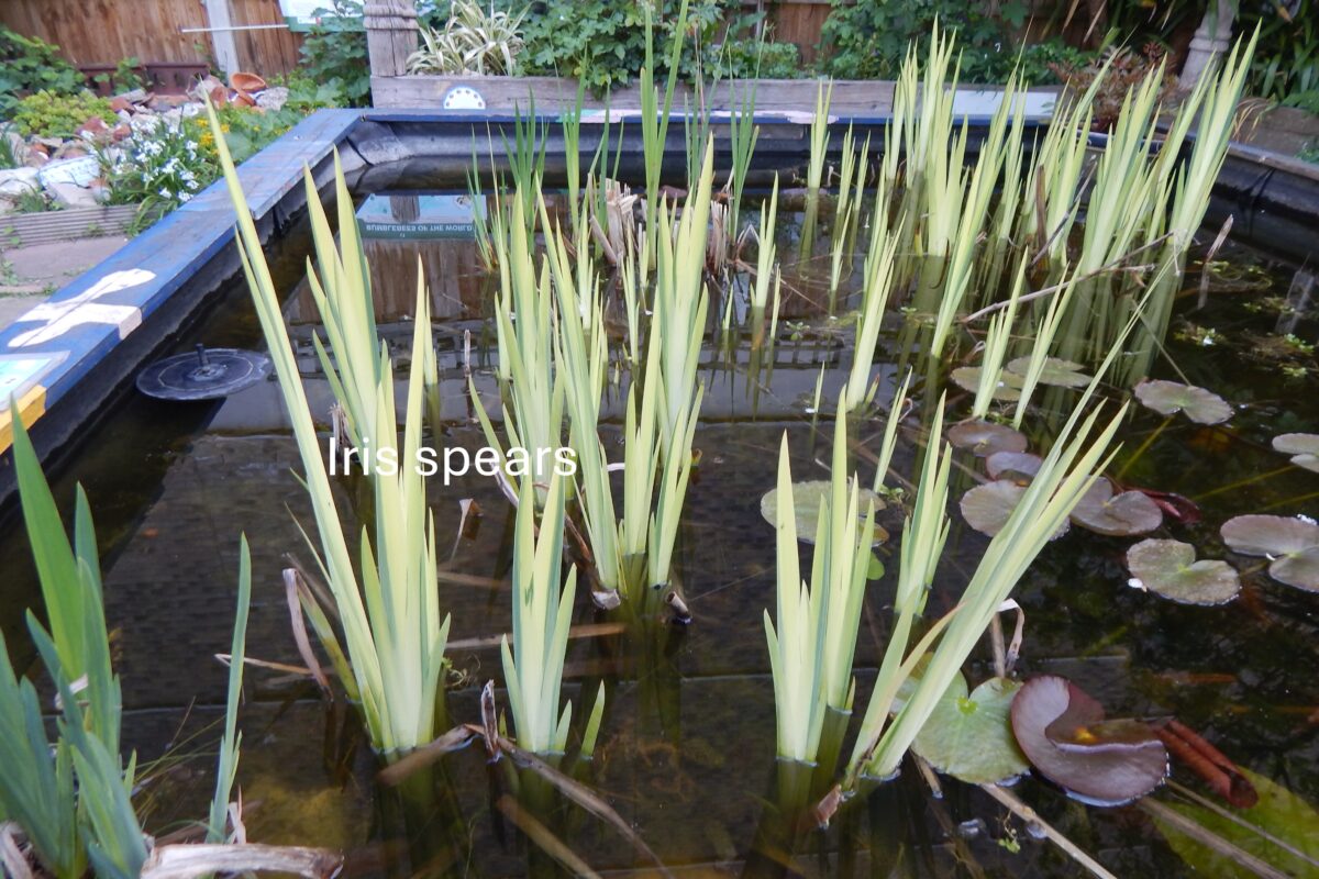 pond Irises