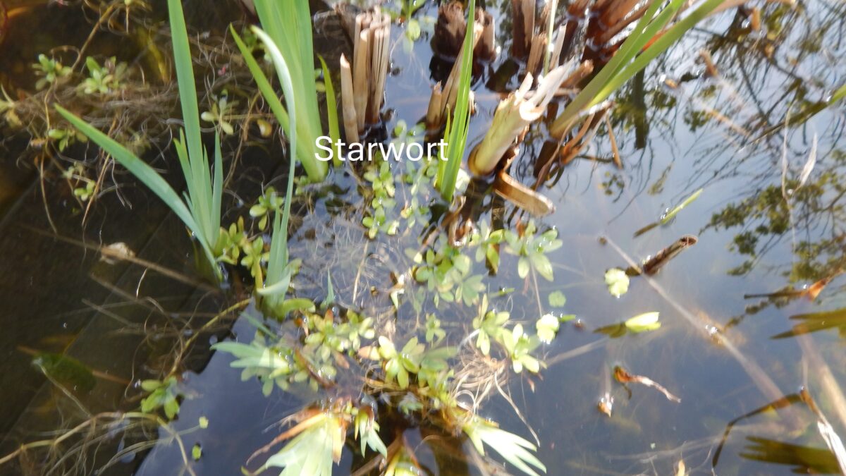 starwort in pond