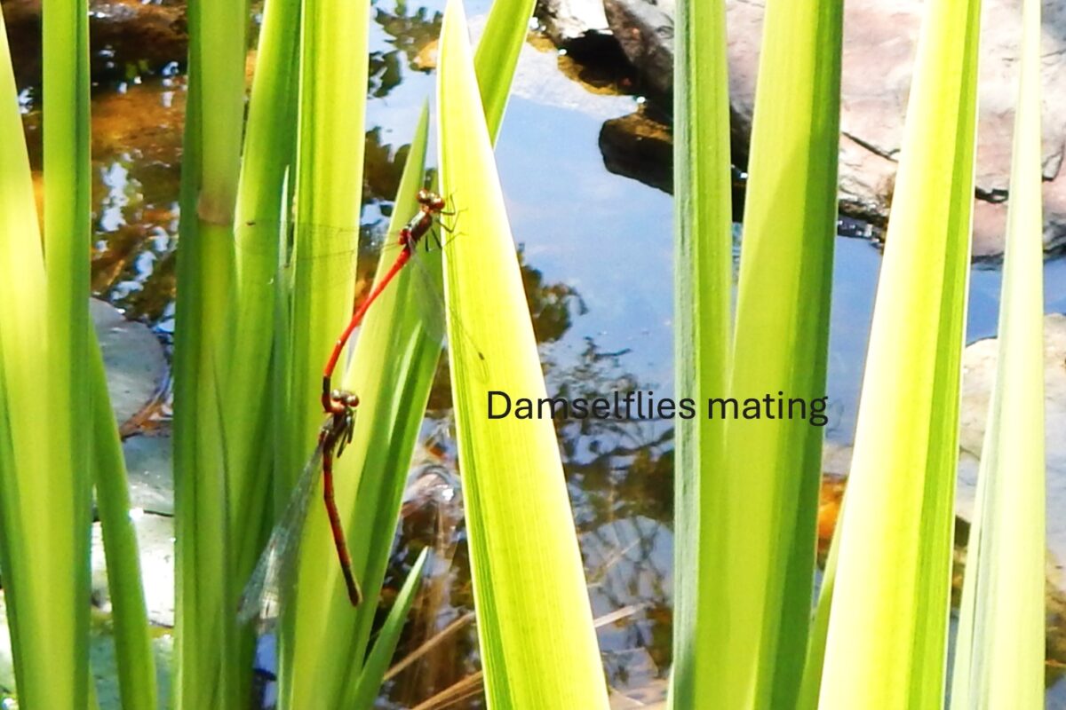 damselflies