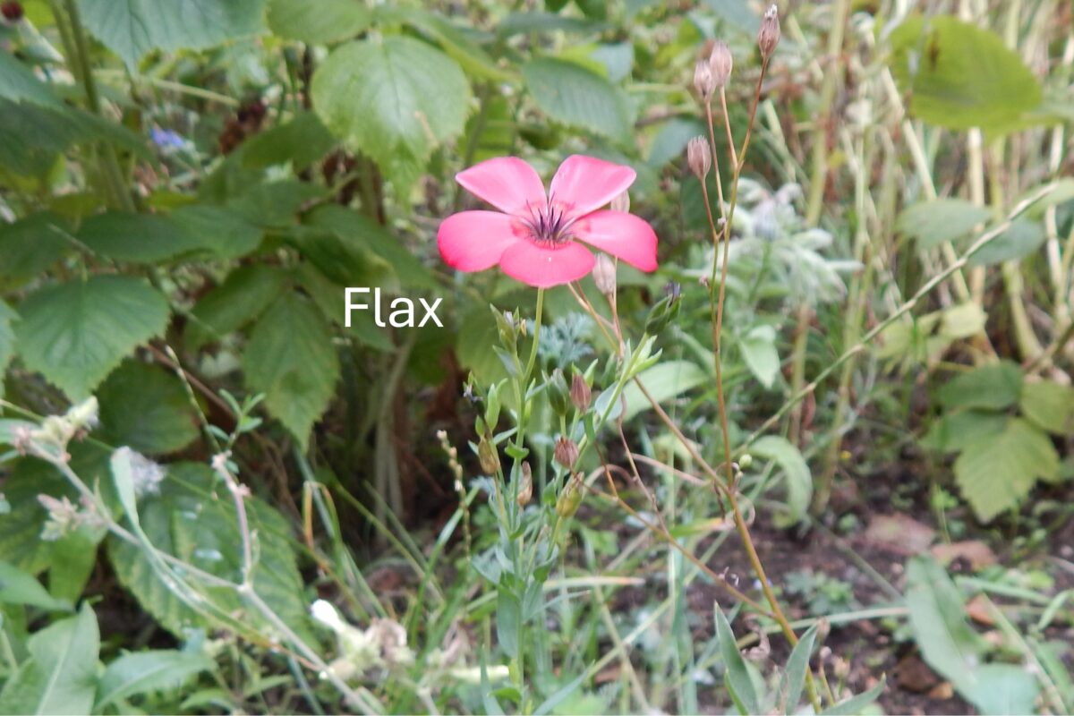 image of Flax in the garden