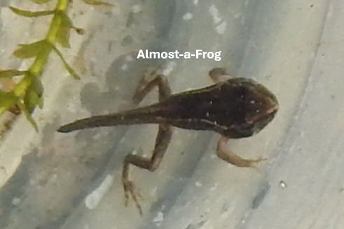 Picture of a tadpole turning into a frog.