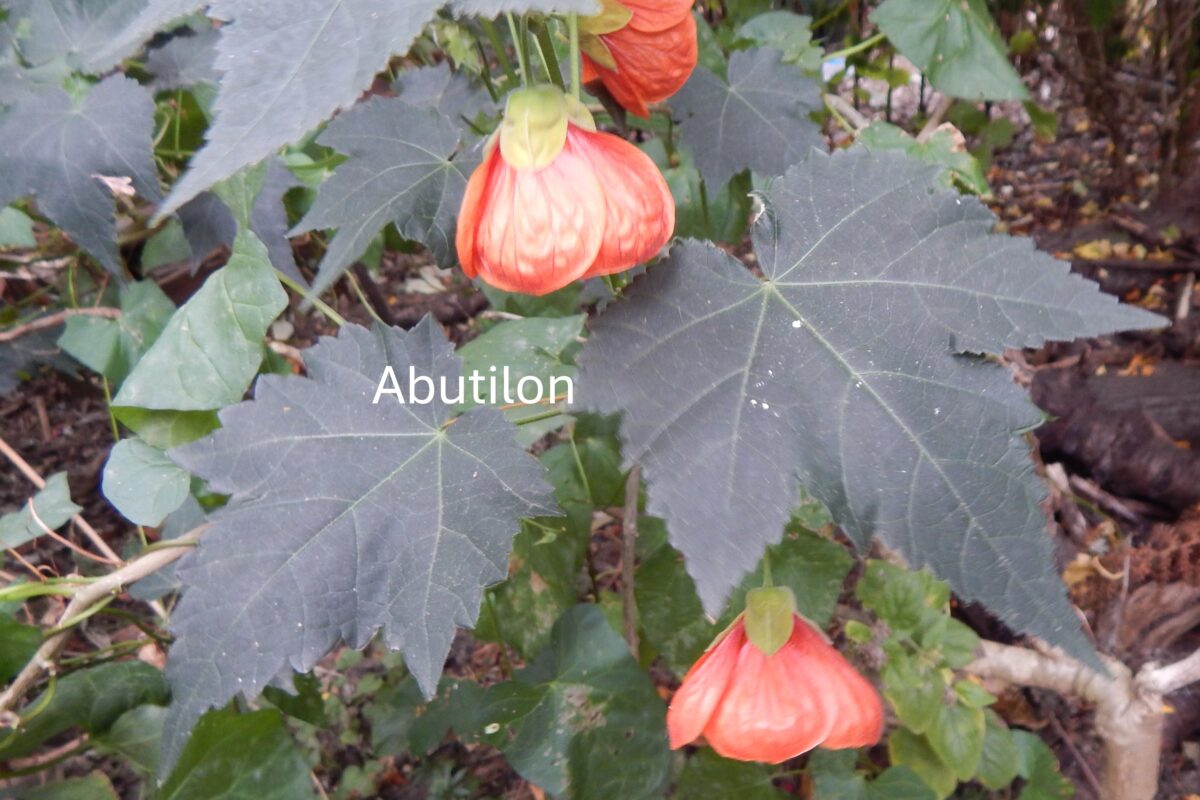 abutilon