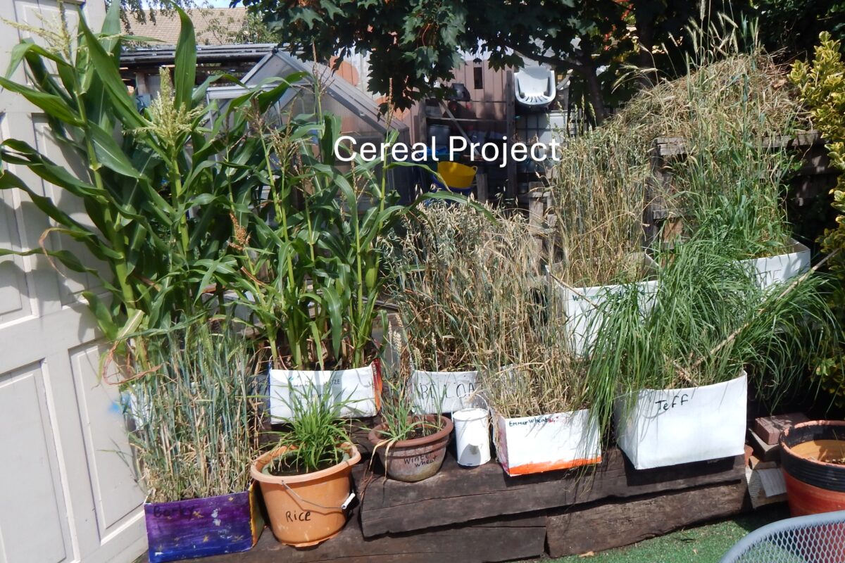 image of cereal project