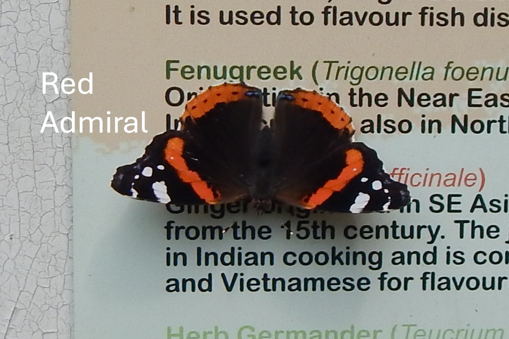 image of a red admiral butterfly on a newspaper