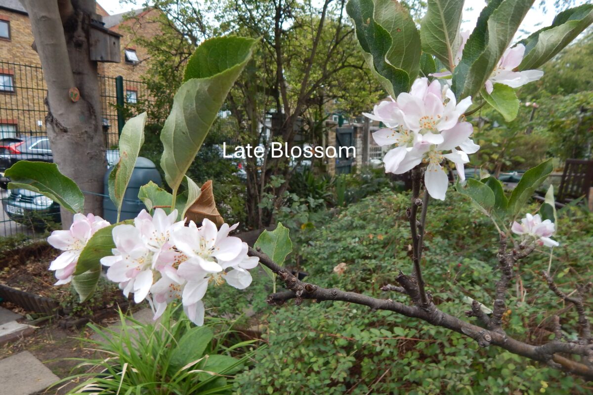 late apple blossom in the garden