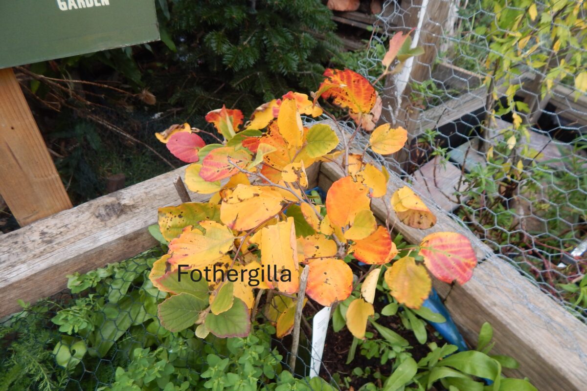 fothergilla plant in the garden