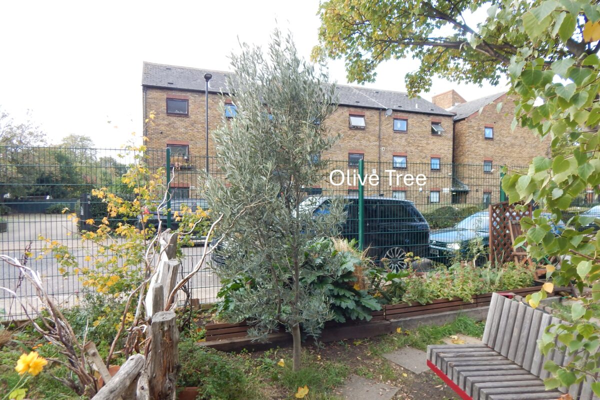 image of an olive tree in the garden