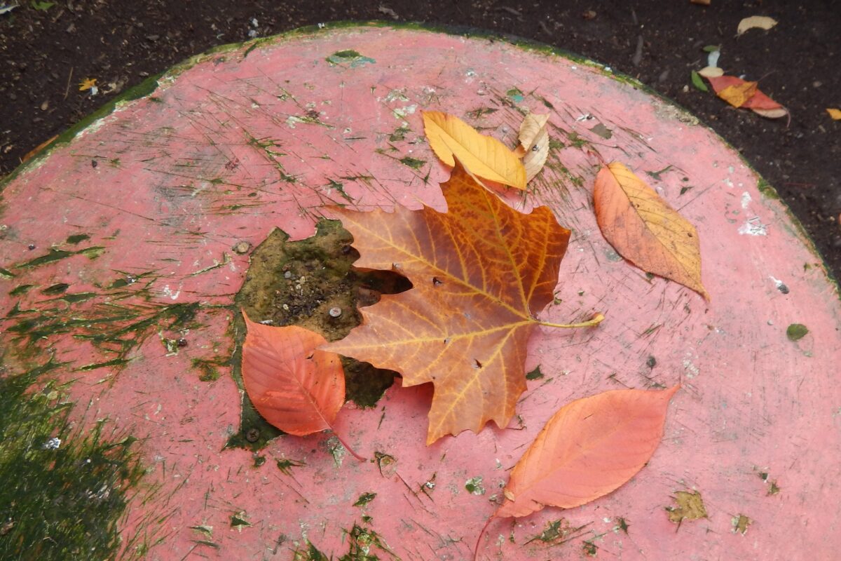 autumn leaves n the garden