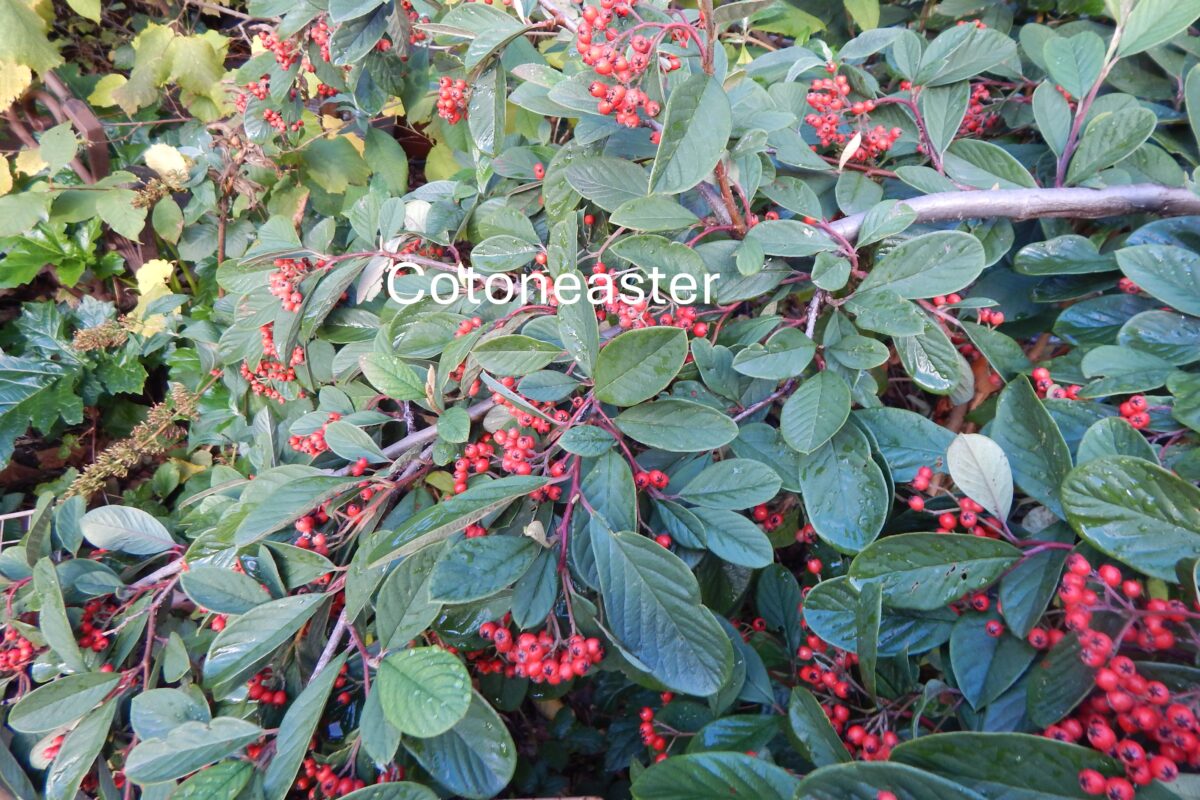 cotoneaster