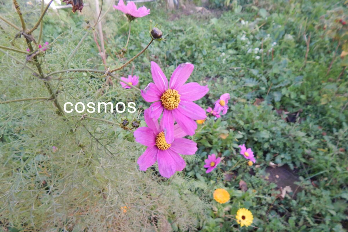 image of a cosmos flower
