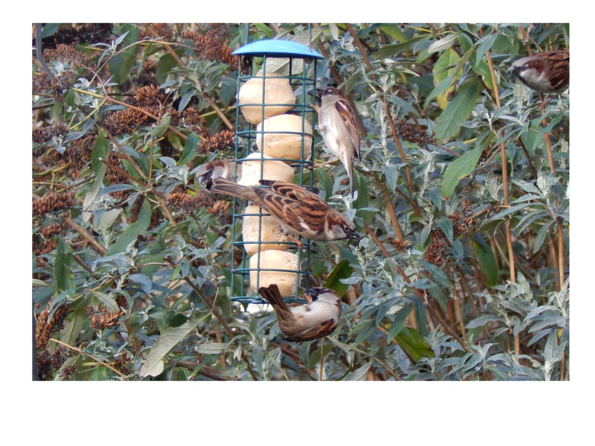 birds at bird feeder in forest Gate community garden