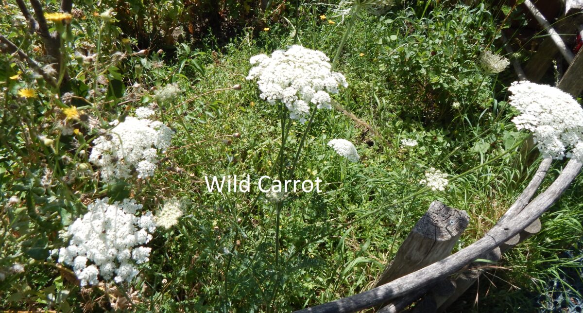an image of some wild carrot in forest Gate Community Garden taken by Derek Smith