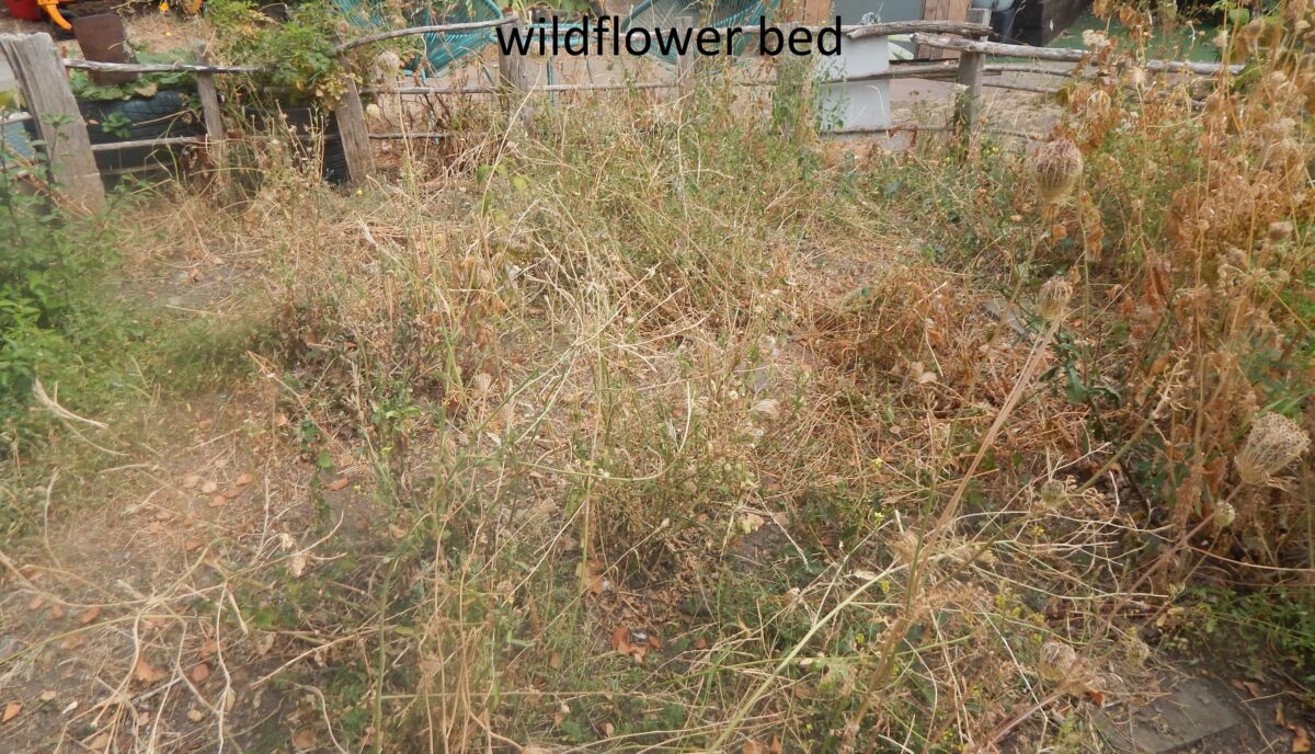image of very dry wildflower bed at the forest Gate Community Garden in August 2026