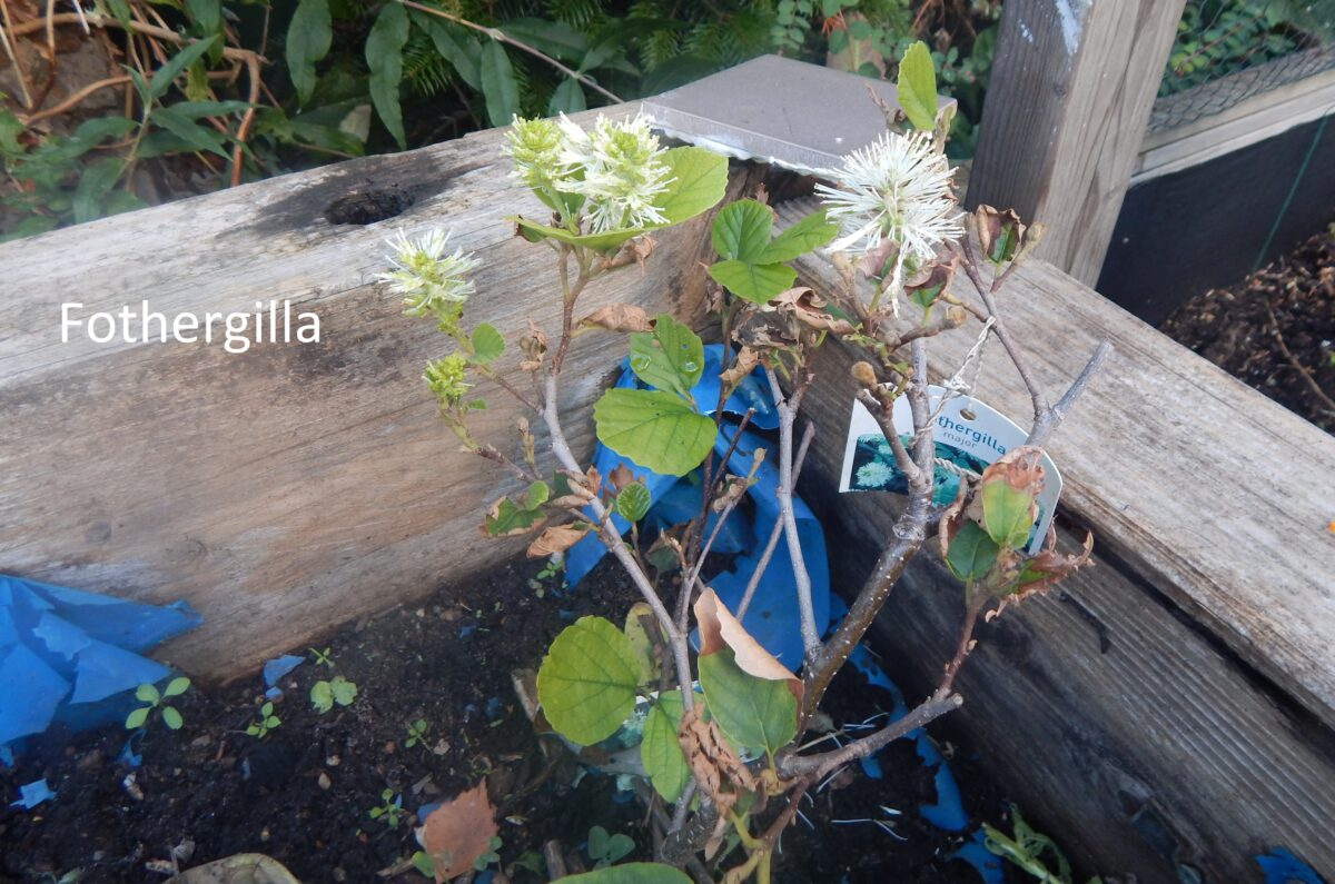 an image of a fothergilla shrub that is growing in the garden