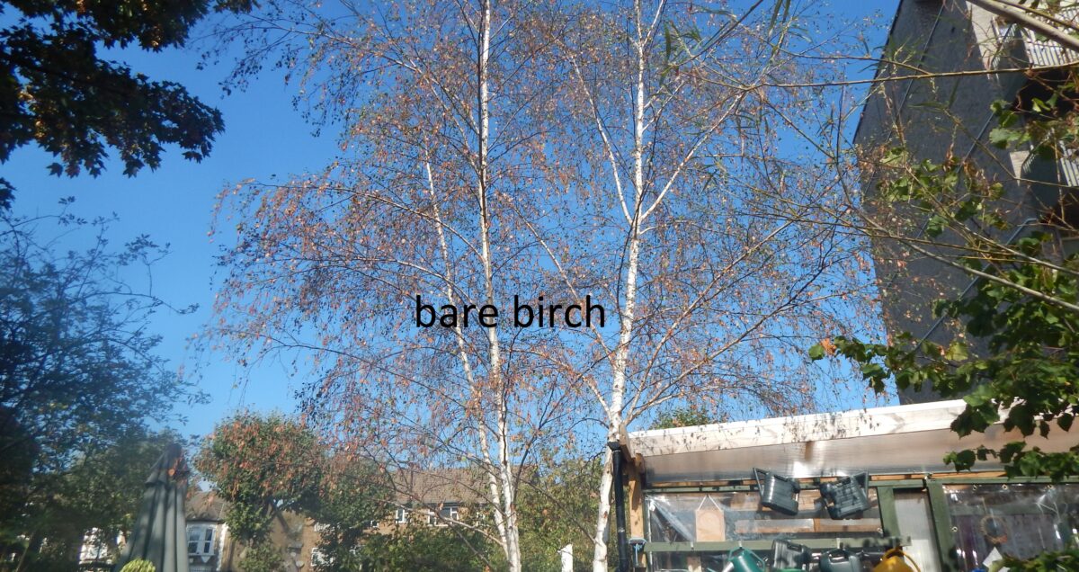 image of birch tree after hot summer 2026 in the forest Gate community Garden