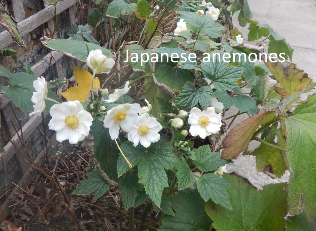 image of Japanese Anemones in the Forest Gate Community Garden in Oct 2026