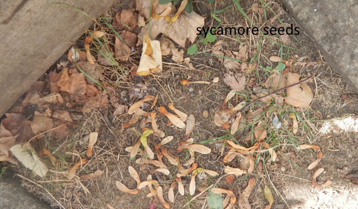 image of sycamore seeds on the ground in forest gate community garden October 2026